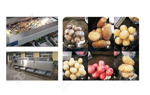 Potato Sorting Machine|Potato Grading Machine